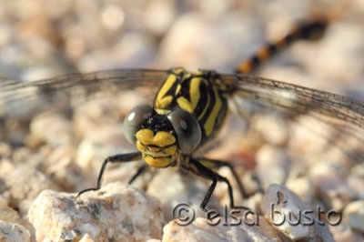 Onychogomphus uncatus macho en estado por Elsa Busto