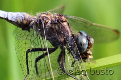 Orthetrum coerulescens macho en estado por Elsa Busto