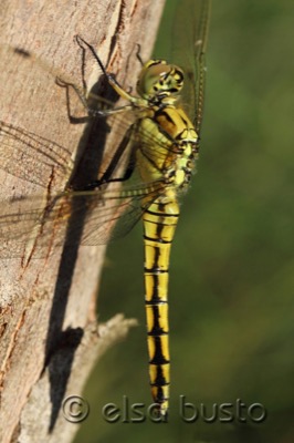 Orthetrum cancellatum hembra en estado por Elsa Busto