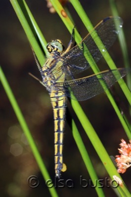 Orthetrum cancellatum hembra en estado por Elsa Busto