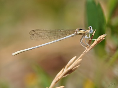 Platycnemis latipes macho en estado por Juan Pedro Serrano León