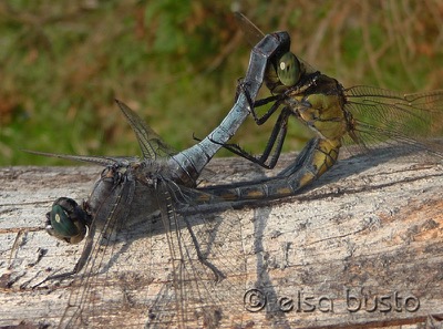 Orthetrum cancellatum copula en estado por Elsa Busto