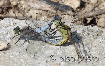 Orthetrum cancellatum copula en estado por Elsa Busto