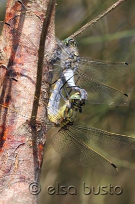 Orthetrum cancellatum copula en estado por Elsa Busto