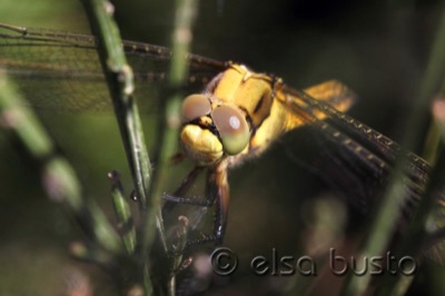 Orthetrum cancellatum hembra en estado por Elsa Busto