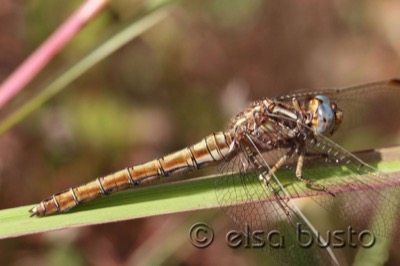 Orthetrum coerulescens hembra en estado por Elsa Busto