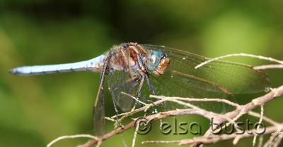 Orthetrum coerulescens macho en estado por Elsa Busto