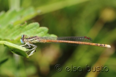 Platycnemis acutipennis macho en estado por Elsa Busto
