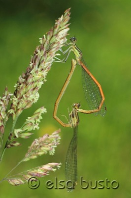 Platycnemis acutipennis copula en estado por Elsa Busto