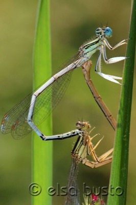 Platycnemis latipes copula en estado por Elsa Busto