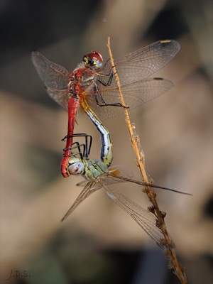 Sympetrum fonscolombii copula en estado por Juan Pedro Serrano León