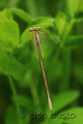 Platycnemis latipes hembra en estado por Elsa Busto