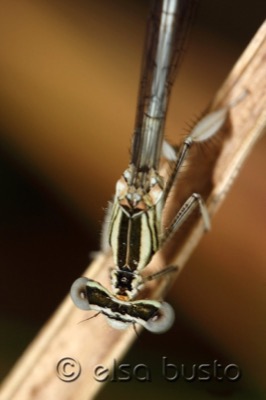 Platycnemis latipes macho en estado por Elsa Busto