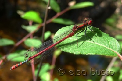 Pyrrhosoma nymphula macho en estado por Elsa Busto