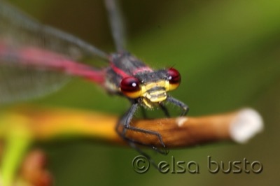 Pyrrhosoma nymphula macho en estado por Elsa Busto