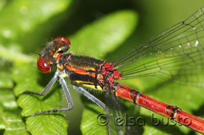 Pyrrhosoma nymphula macho en estado por Elsa Busto