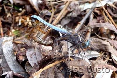 Orthetrum coerulescens copula en estado por Elsa Busto
