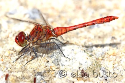 Sympetrum sanguineum macho en estado por Elsa Busto