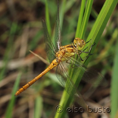 Sympetrum sanguineum macho en estado por Elsa Busto