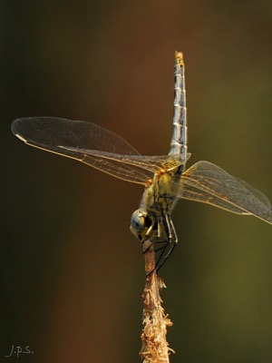 Sympetrum fonscolombii hembra en estado por Juan Pedro Serrano León