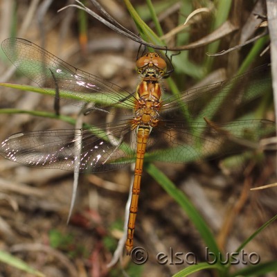Sympetrum sanguineum macho en estado por Elsa Busto
