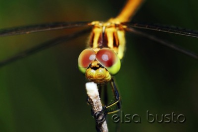 Sympetrum sanguineum macho en estado por Elsa Busto