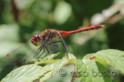 Sympetrum sanguineum macho en estado por Elsa Busto