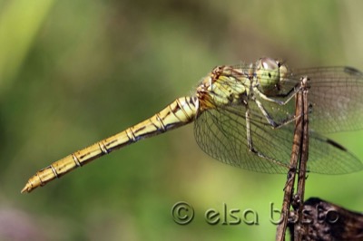Sympetrum sanguineum hembra en estado por Elsa Busto