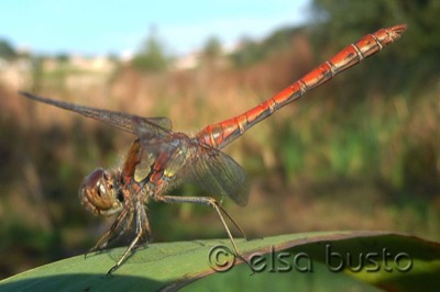 Sympetrum striolatum macho en estado por Elsa Busto