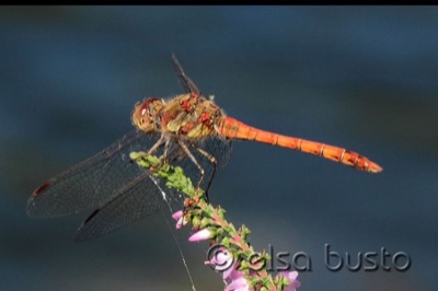 Sympetrum striolatum macho en estado por Elsa Busto