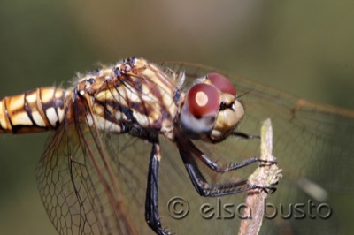Trithemis annulata hembra en estado por Elsa Busto