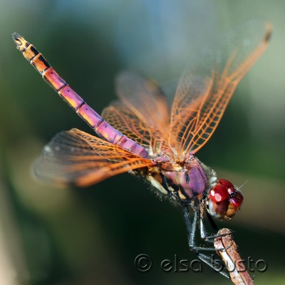 Trithemis annulata macho en estado por Elsa Busto