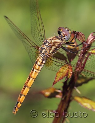 Trithemis annulata hembra en estado por Elsa Busto