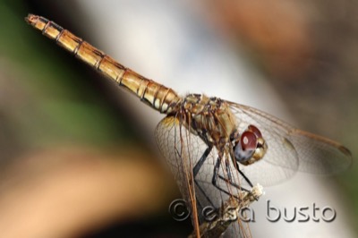 Trithemis annulata hembra en estado por Elsa Busto