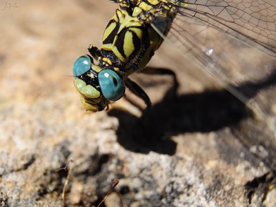 Onychogomphus forcipatus macho en estado por Juan Pedro Serrano León