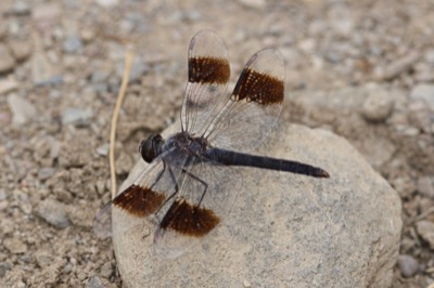 Brachythemis impartita macho en estado por Angel Martín Ojeda