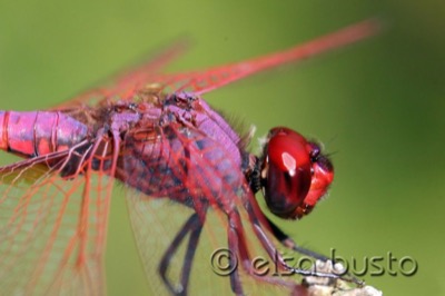 Trithemis annulata macho en estado por Elsa Busto