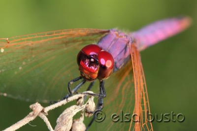 Trithemis annulata macho en estado por Elsa Busto