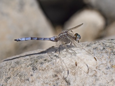 Orthetrum chrysostigma macho en estado por Diego Rodríguez Martínez