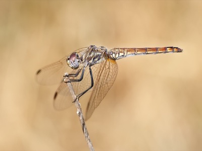 Trithemis annulata hembra en estado por Diego Rodríguez Martínez