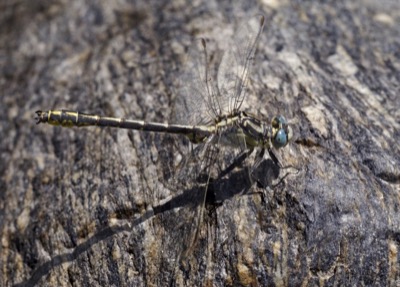 Gomphus graslinii macho en estado por Diego Rodríguez Martínez