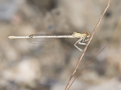 Platycnemis latipes hembra en estado por Diego Rodríguez Martínez