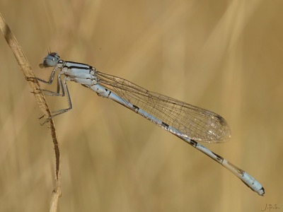 Enallagma cyathigerum macho en estado por Juan Pedro Serrano León