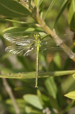 Gomphus pulchellus en estado por Angel Martín Ojeda