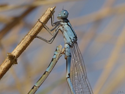 Enallagma cyathigerum copula en estado por Juan Pedro Serrano León