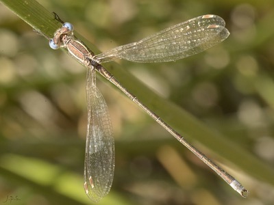 Lestes virens macho en estado por Juan Pedro Serrano León