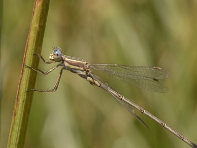 Lestes virens macho en estado por Juan Pedro Serrano León