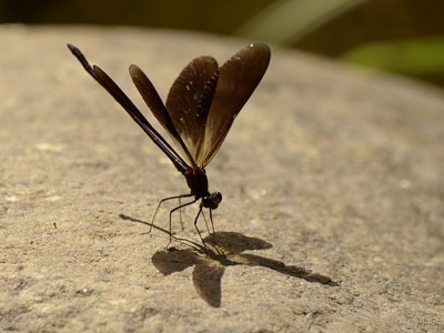 Calopteryx haemorrhoidalis macho en estado por Juan Pedro Serrano León