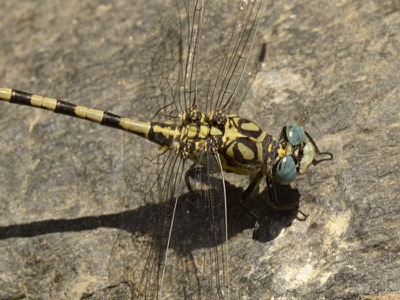 Onychogomphus forcipatus macho en estado por Juan Pedro Serrano León