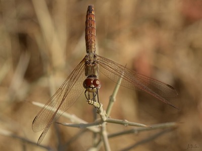 Trithemis kirbyi hembra en estado joven por Juan Pedro Serrano León